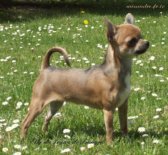 Les Chihuahua de l'affixe De misandre