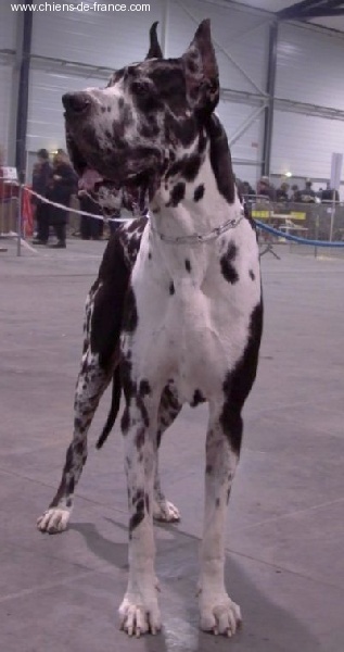 Tannhäuser De misandre