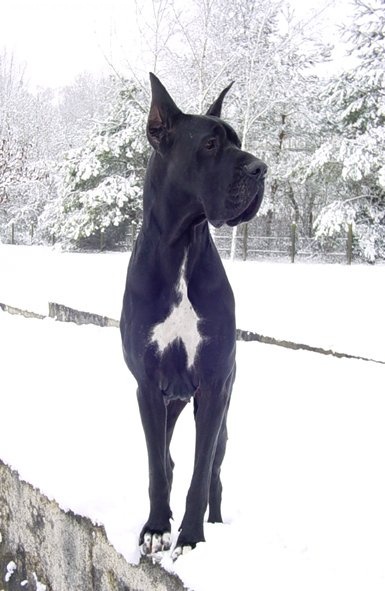 Régliss' De misandre