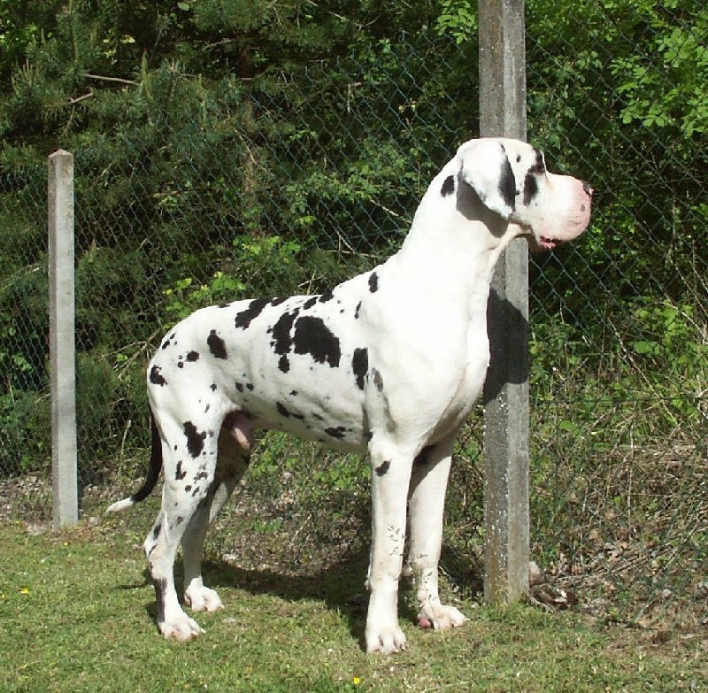 CH. Vladivostok De misandre