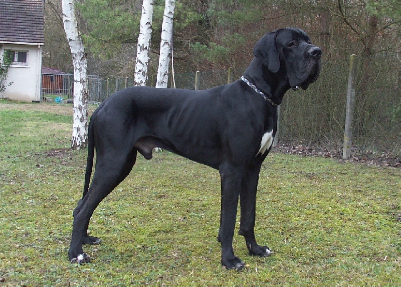 Alex De misandre