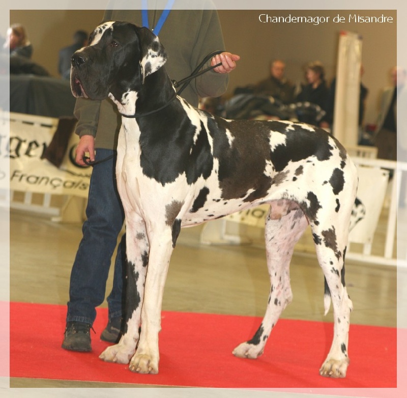 Chandernagor De misandre