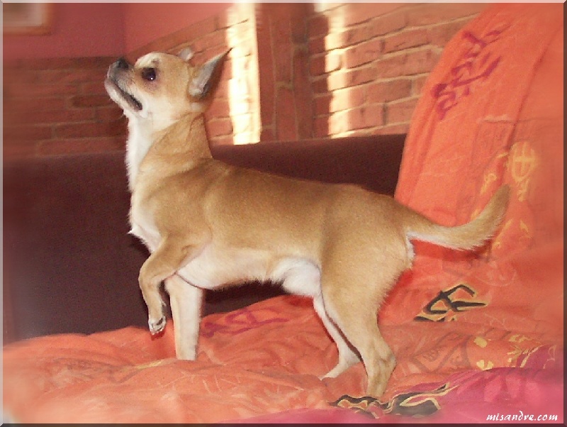 Dubitshu De misandre