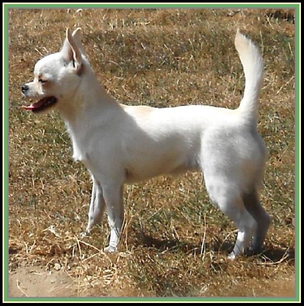 Hanouchka De misandre