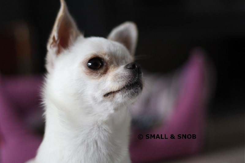 Hanouchka De misandre